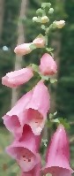 digitalis